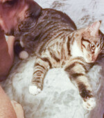 Ratz Svg+xml,%3Csvg%20xmlns%3D%22http%3A%2F%2Fwww.w3